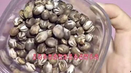 吃瓜吃虫子的视频大全,吃瓜吃虫子，揭秘自然界的生存智慧