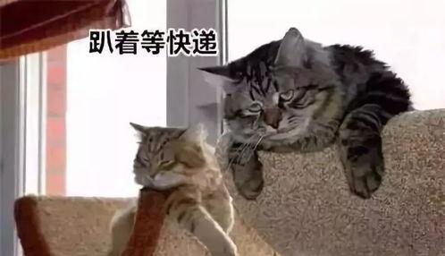 吃瓜群众搞笑动物视频,笑料横生!吃瓜群众捕捉搞笑动物瞬间 吃瓜群众搞笑动物视频,笑料横生!吃瓜群众捕捉搞笑动物瞬间