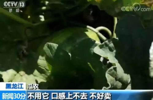 吃田瓜毒的视频,警惕隐藏在美食背后的危机 吃田瓜毒的视频,警惕隐藏在美食背后的危机
