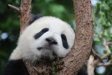 熊猫围观吃瓜图片搞笑视频,萌态百出笑料连连 熊猫围观吃瓜图片搞笑视频,萌态百出笑料连连