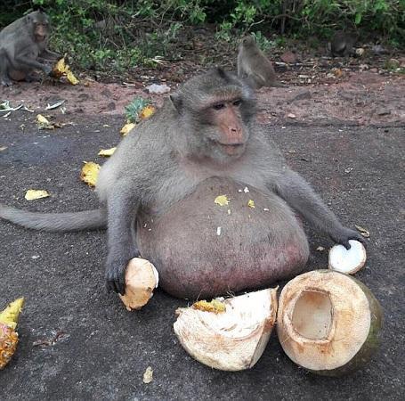 猴子吃瓜撑嘴视频播放,网络视频播放量飙升 猴子吃瓜撑嘴视频播放,网络视频播放量飙升