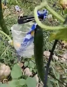 成县吃瓜事件真相视频,真相视频曝光背后的真相 成县吃瓜事件真相视频,真相视频曝光背后的真相