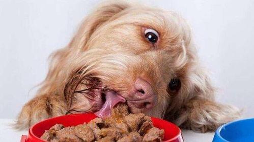 狗狗吃三叶瓜好吗视频讲解,三叶瓜对狗狗的益处与食用指南 狗狗吃三叶瓜好吗视频讲解,三叶瓜对狗狗的益处与食用指南