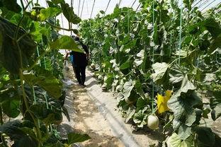 金牛湖吃瓜视频,揭秘网红美食背后的故事